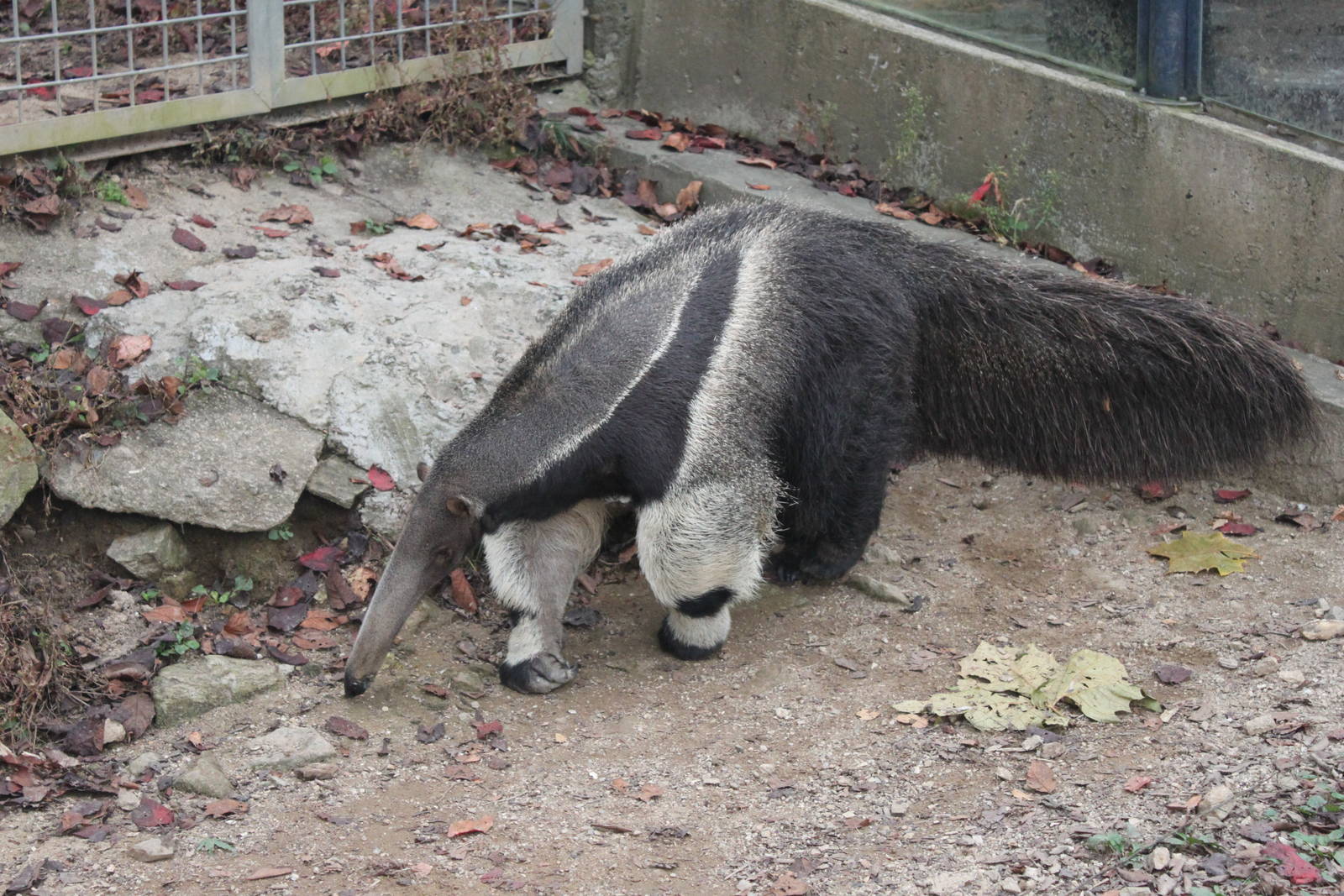 Seoul Zoo - Giant anteater