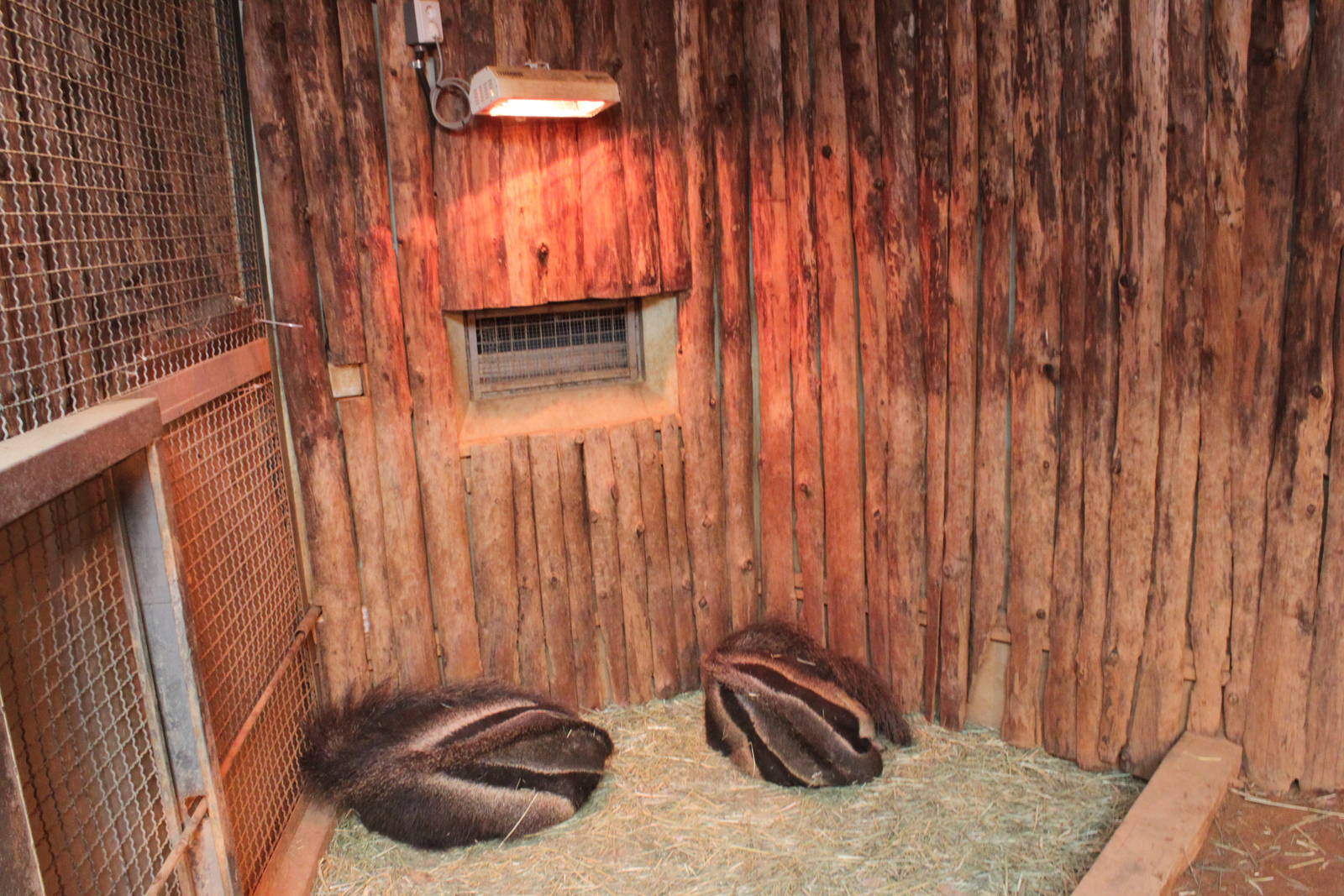 Seoul Zoo - Giant anteater