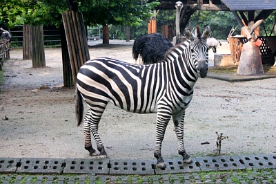 Seoul Zoo - Grant's zebra, Ostrich.