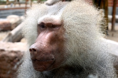 Seoul Zoo - hamadryas baboon