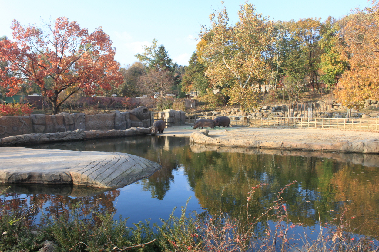 Seoul Zoo -  Hippopotamus Outdoor exhibit.