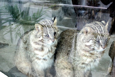 Seoul Zoo - Korean leopard cat.