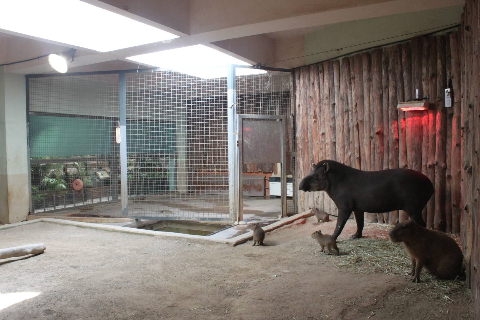 Seoul Zoo - Lowland Tapir indoor exhibit.
