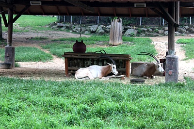 Seoul Zoo - scimitar-horned oryx