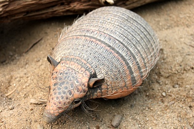 Seoul Zoo - six-banded armadillo