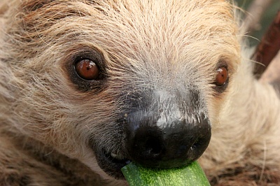 Seoul Zoo - southern two-toed sloth