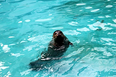 Seoul Zoo - Spotted Seal
