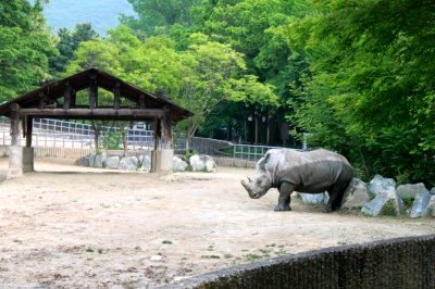 Seoul Zoo - White Rhinoceros