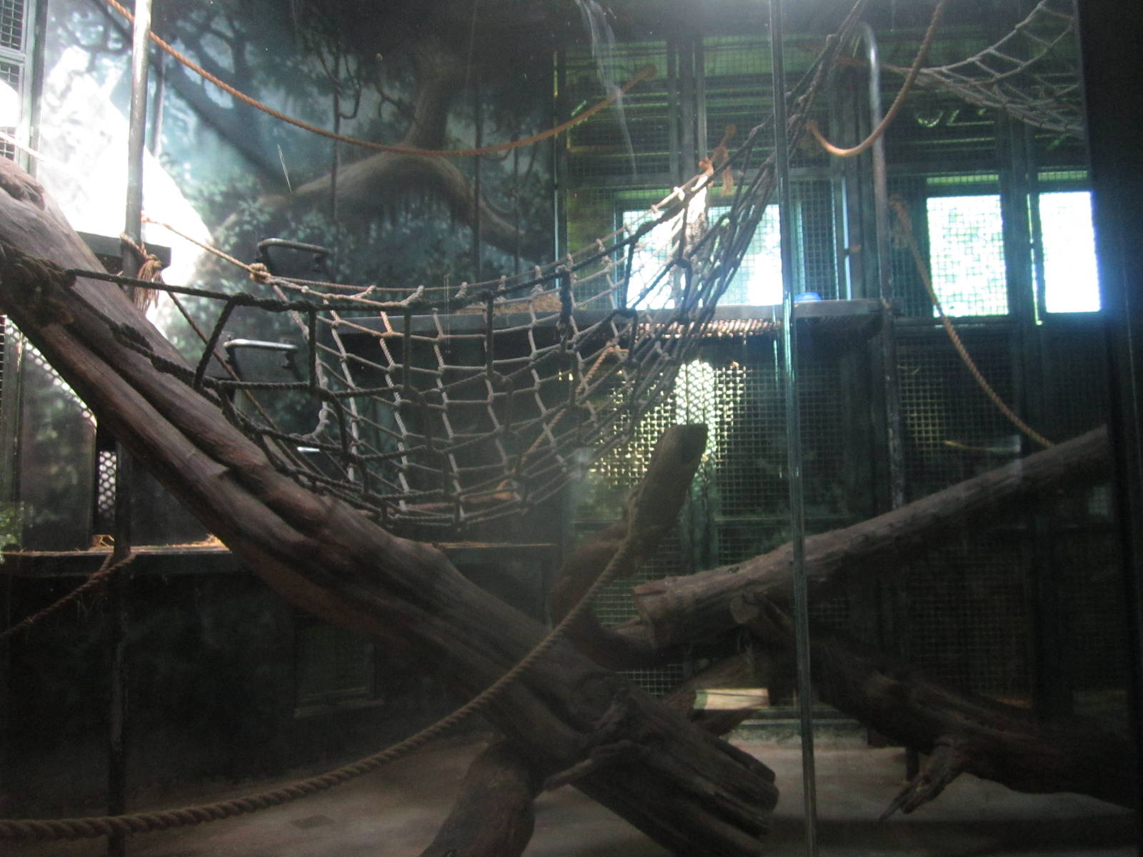 Sep. 2012-1 of 2 Indoor Gorilla exhibit