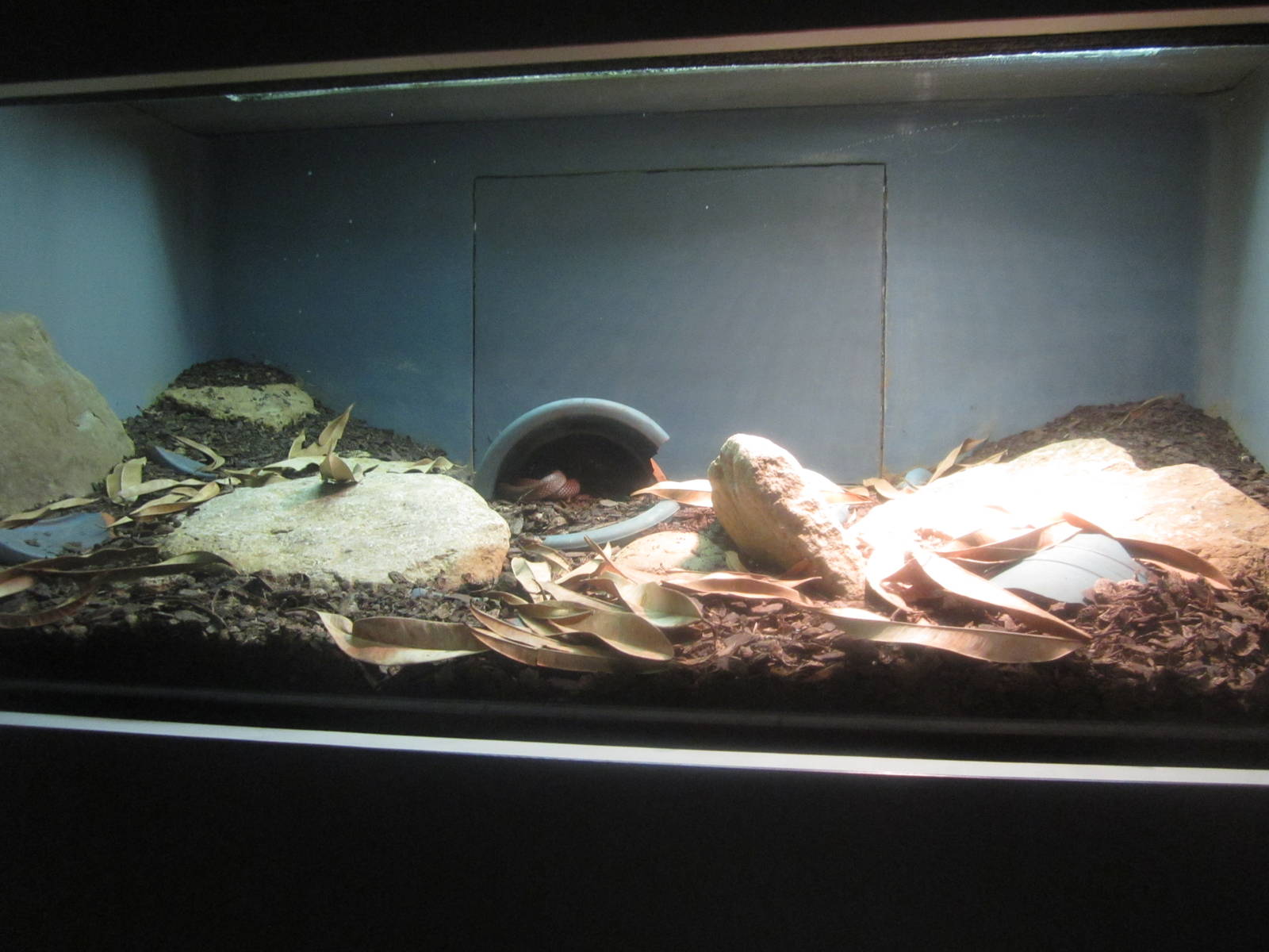 Sep. 2012-African House Snake exhibit