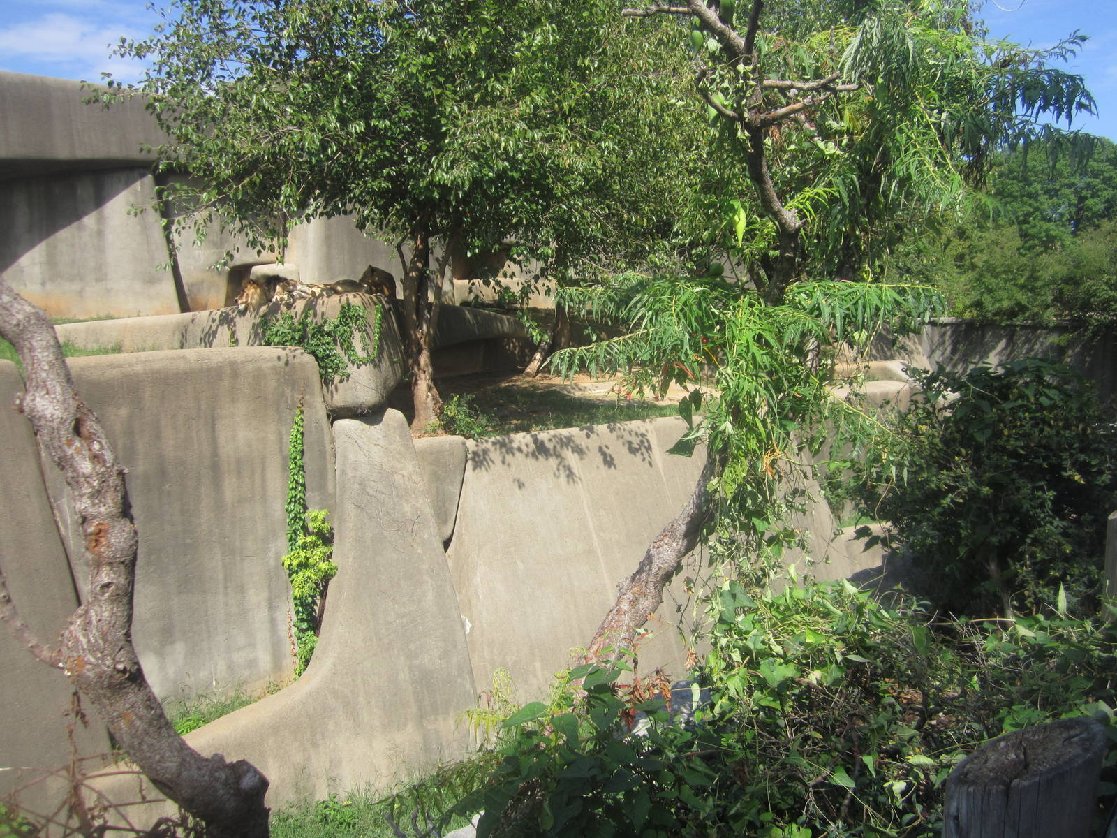 Sep. 2012-African Lion exhibit
