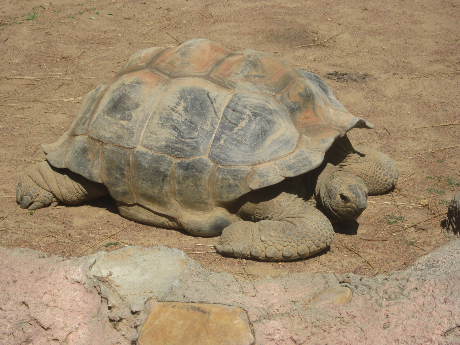 Sep. 2012-Aldabra Tortoise