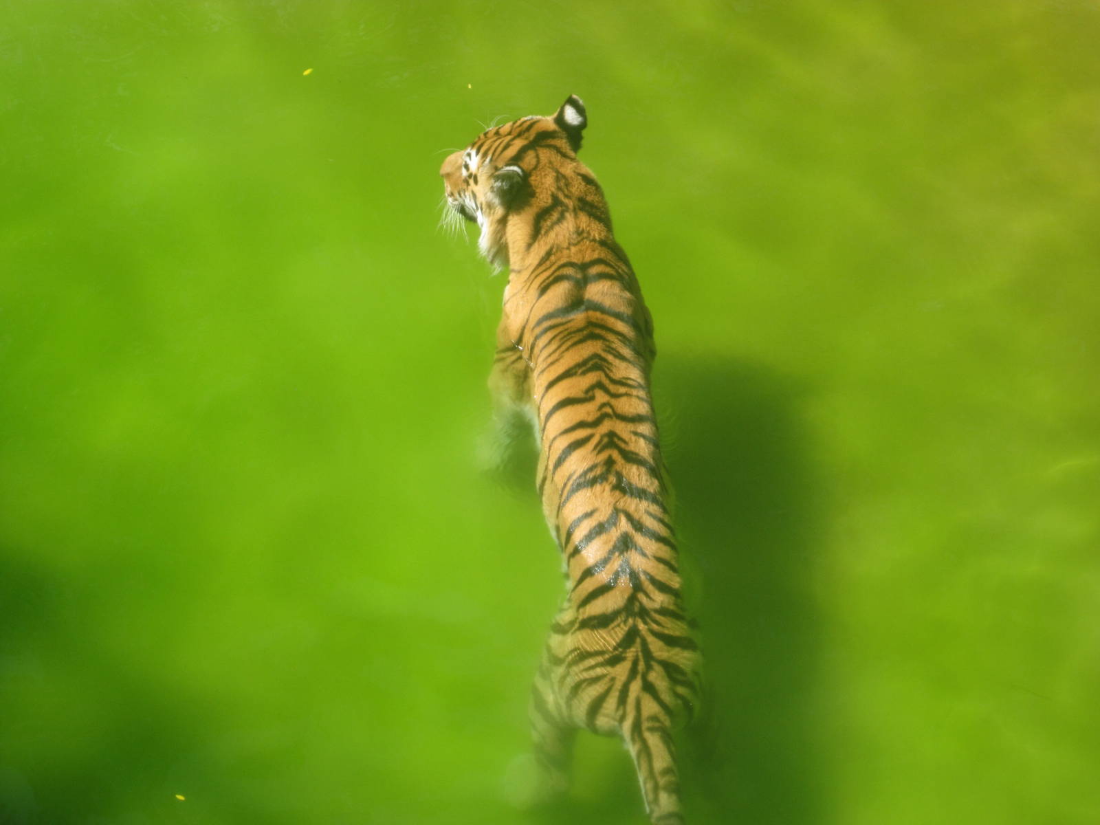 Sep. 2012-Amur Tiger