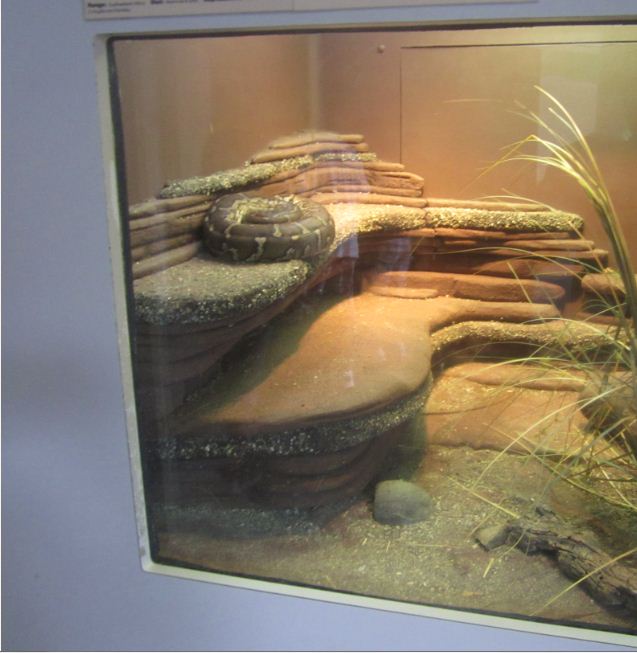 Sep. 2012-Angolan Python exhibit