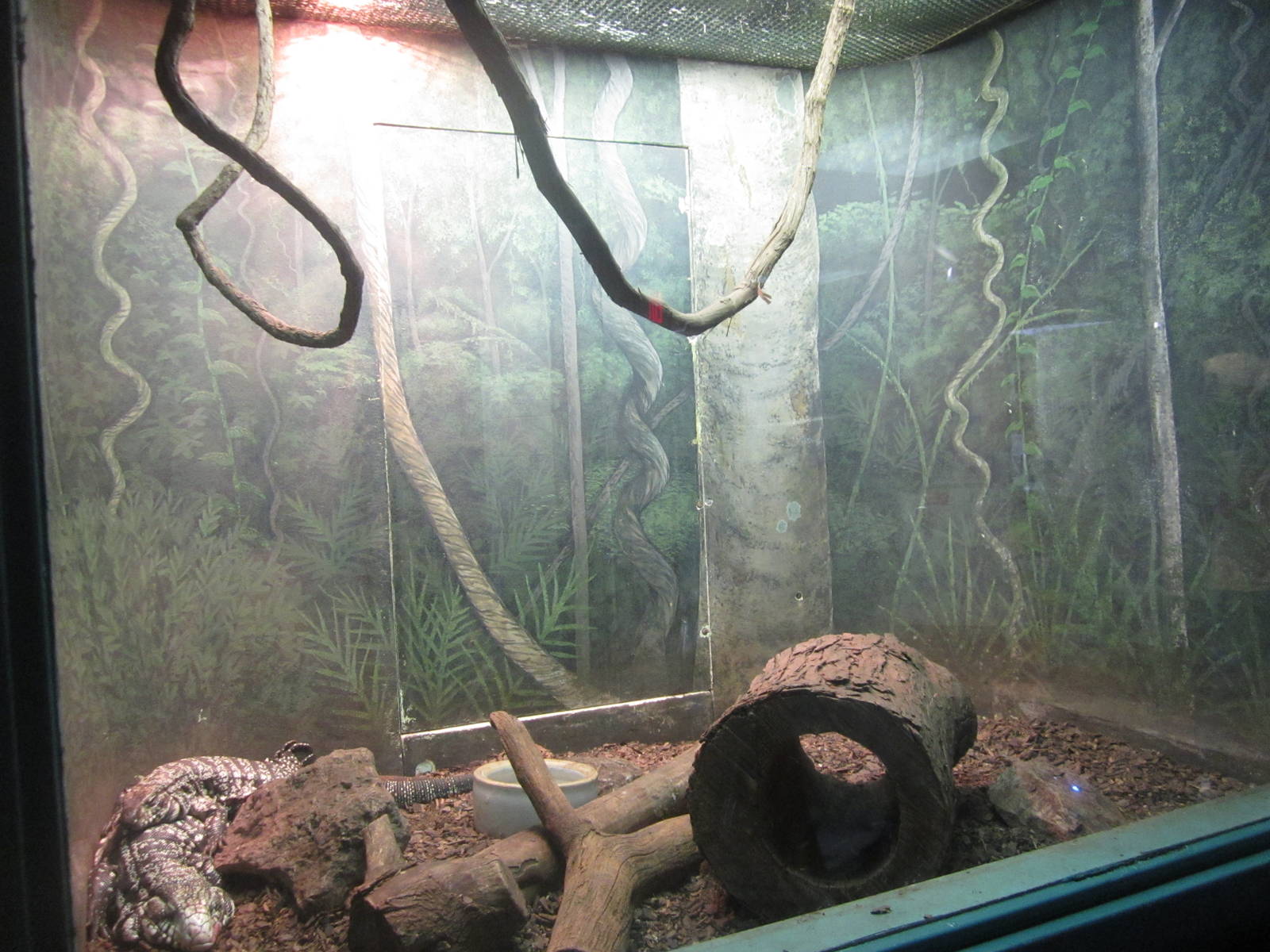 Sep. 2012-Argentine Black and White Tegu exhibit