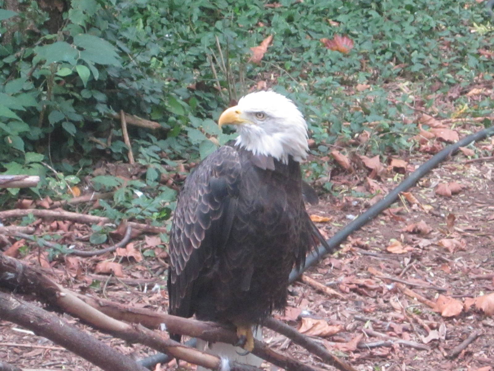 Sep. 2012-Bald Eagle