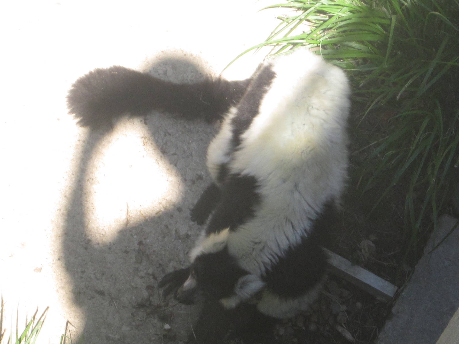 Sep. 2012-Black-and-white Ruffed Lemur