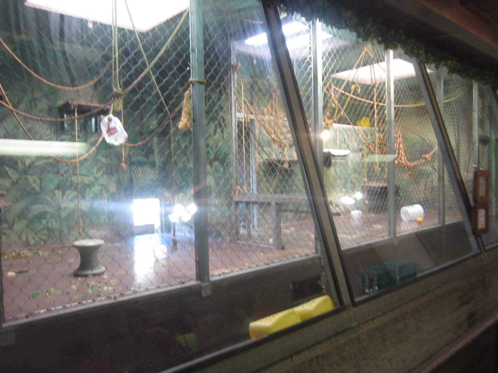 Sep. 2012-Brown Woolly Monkey bedrooms