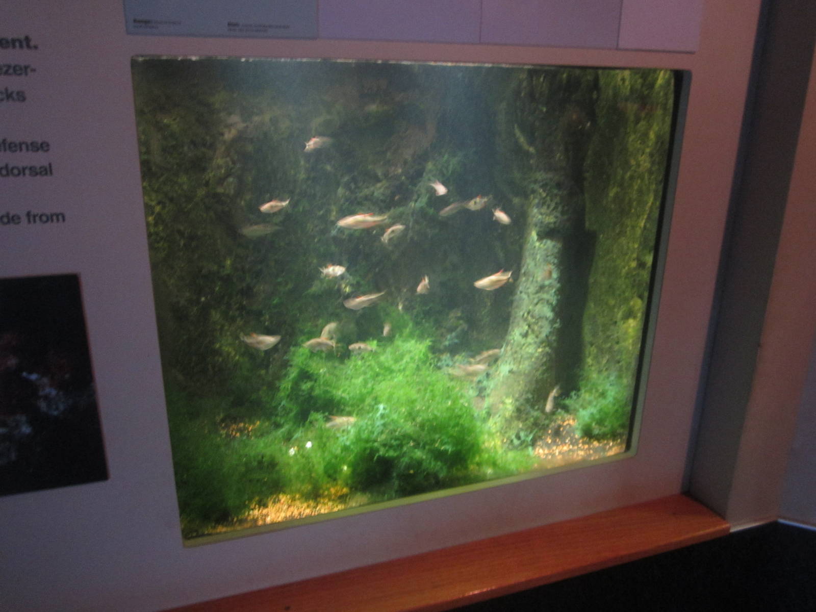 Sep. 2012-Bucktooth Tetra exhibit