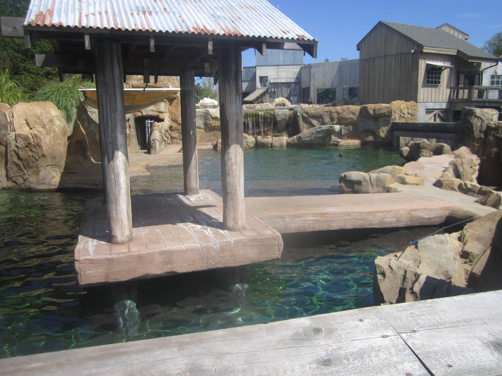Sep. 2012-California Sea Lion/Harbor Seal exhibit