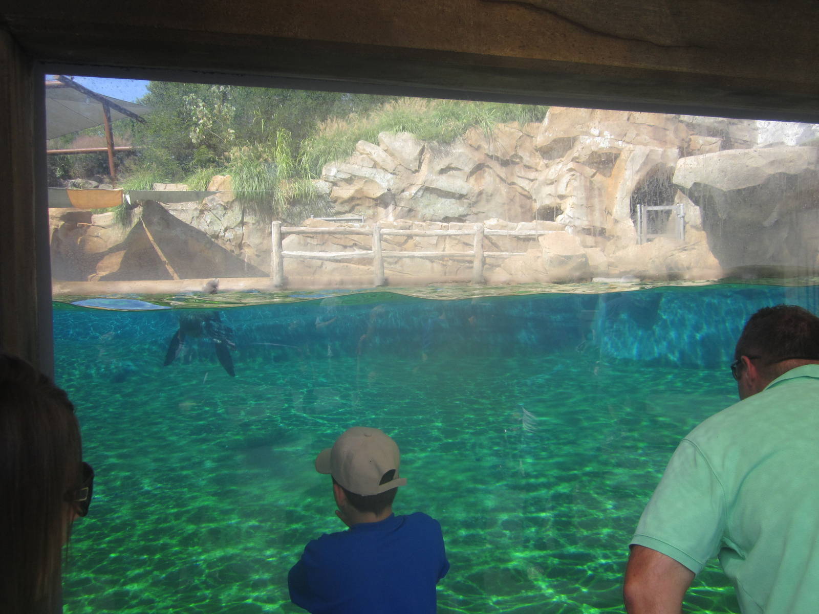 Sep. 2012-California Sea Lion/Harbor Seal underwater viewing