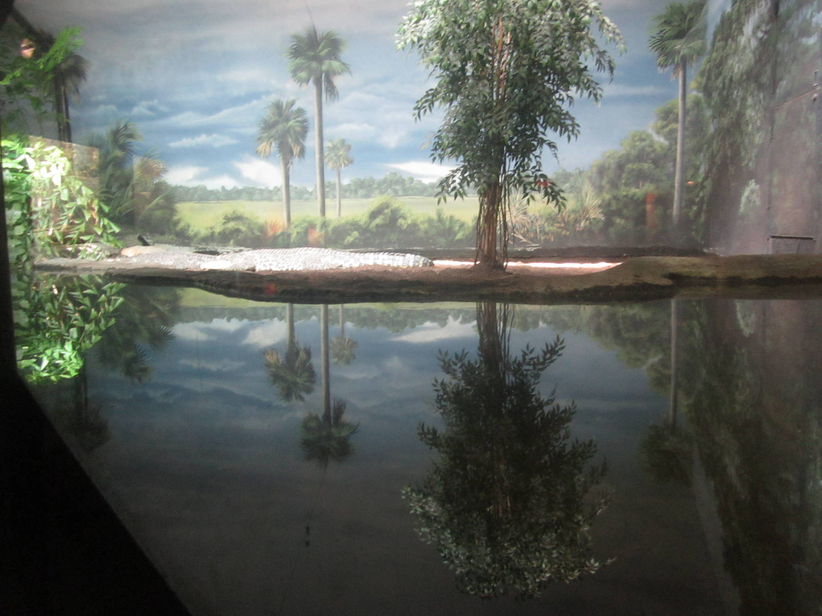 Sep. 2012-Cuban Crocodile exhibit