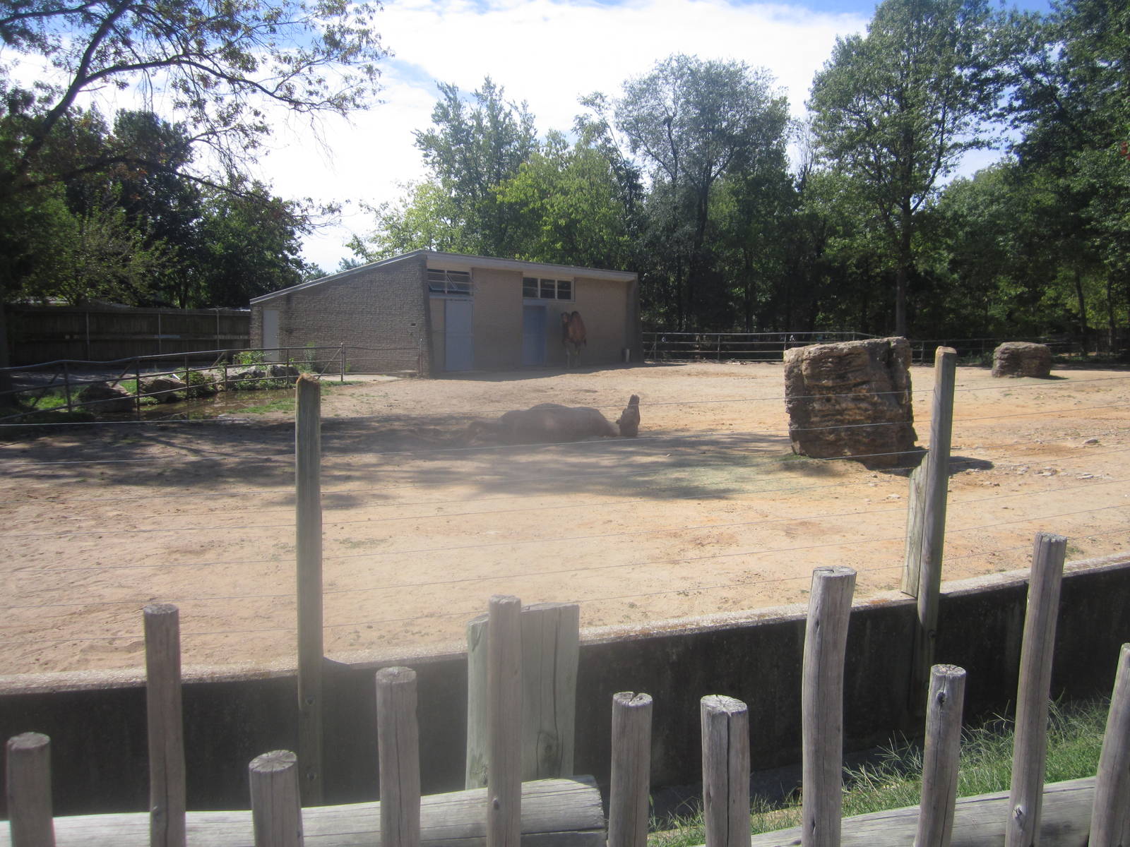 Sep. 2012-Dromedary Camel exhibit