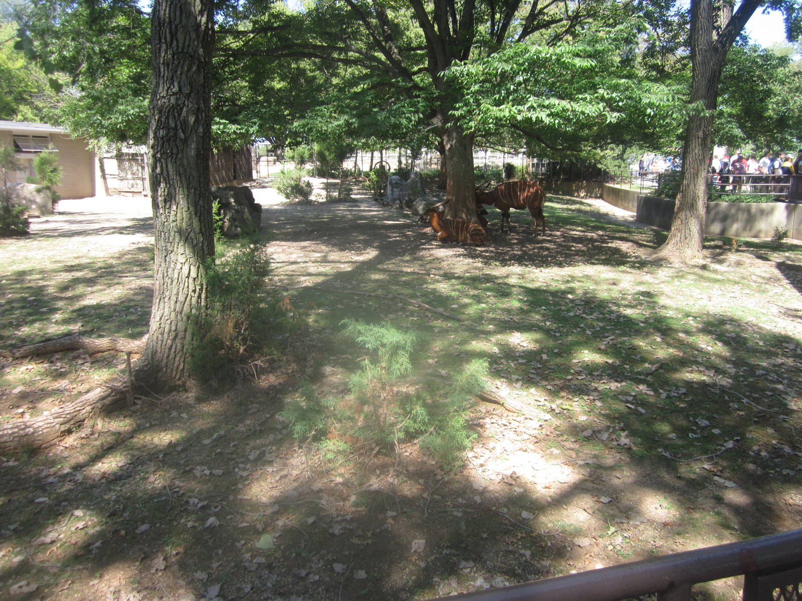 Sep. 2012-East African Crowned Crane/Eastern Bongo exhibit