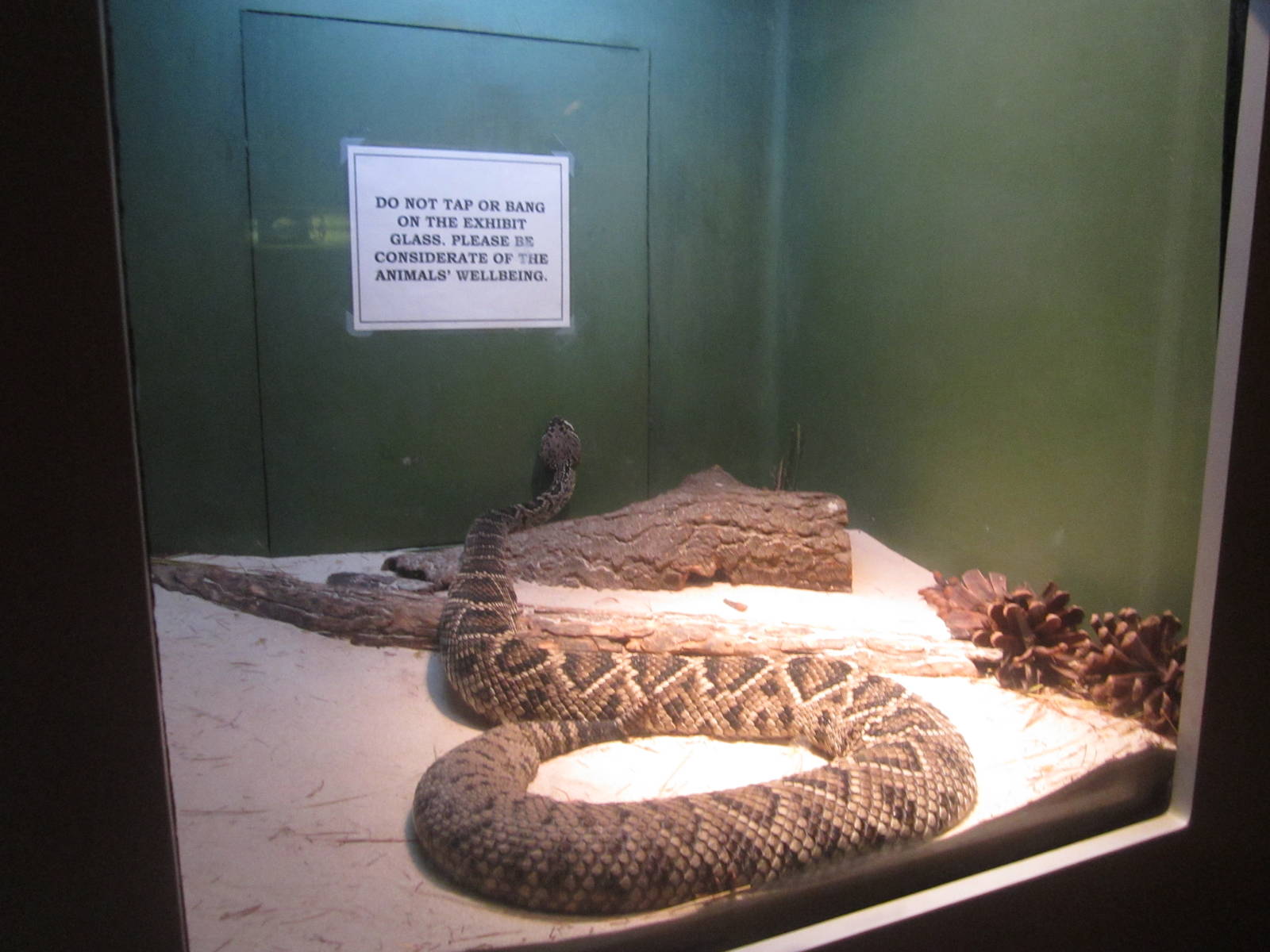 Sep. 2012-Eastern Diamondback Rattlesnake exhibit