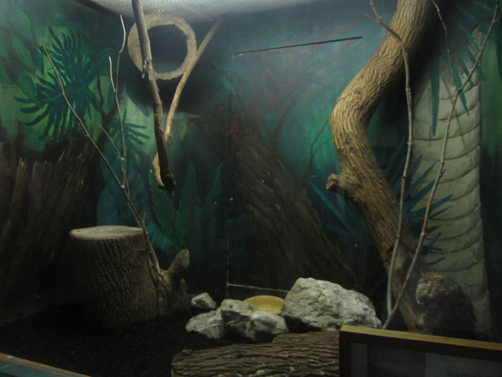 Sep. 2012-Eastern Screech Owl exhibit