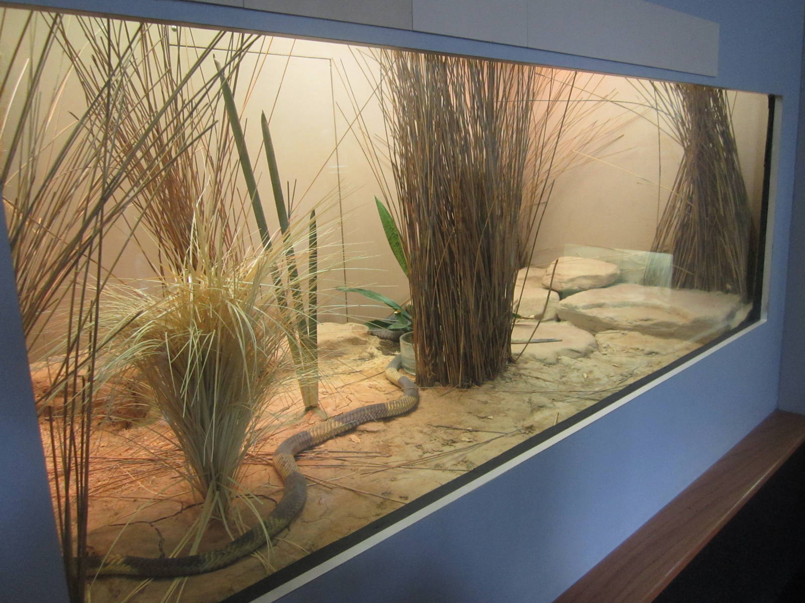 Sep. 2012-Egyptian Cobra exhibit