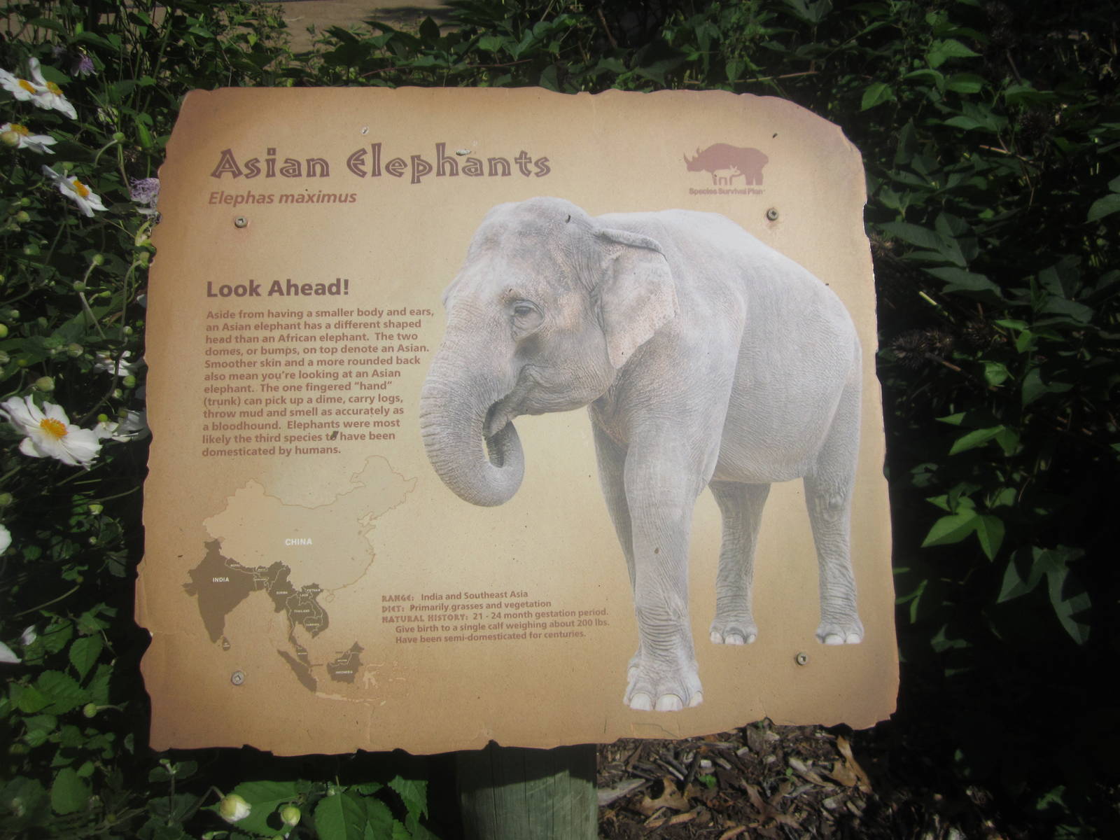 Sep. 2012-Elephant sign