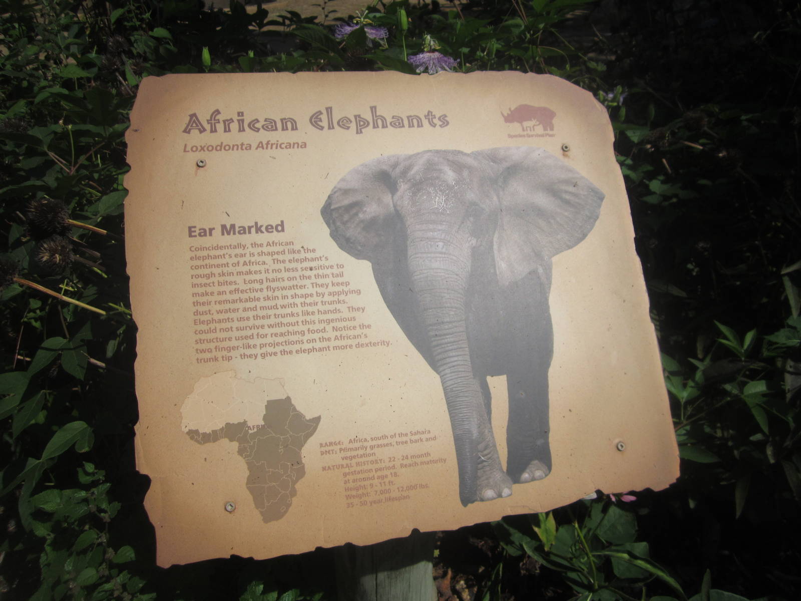 Sep. 2012-Elephant sign