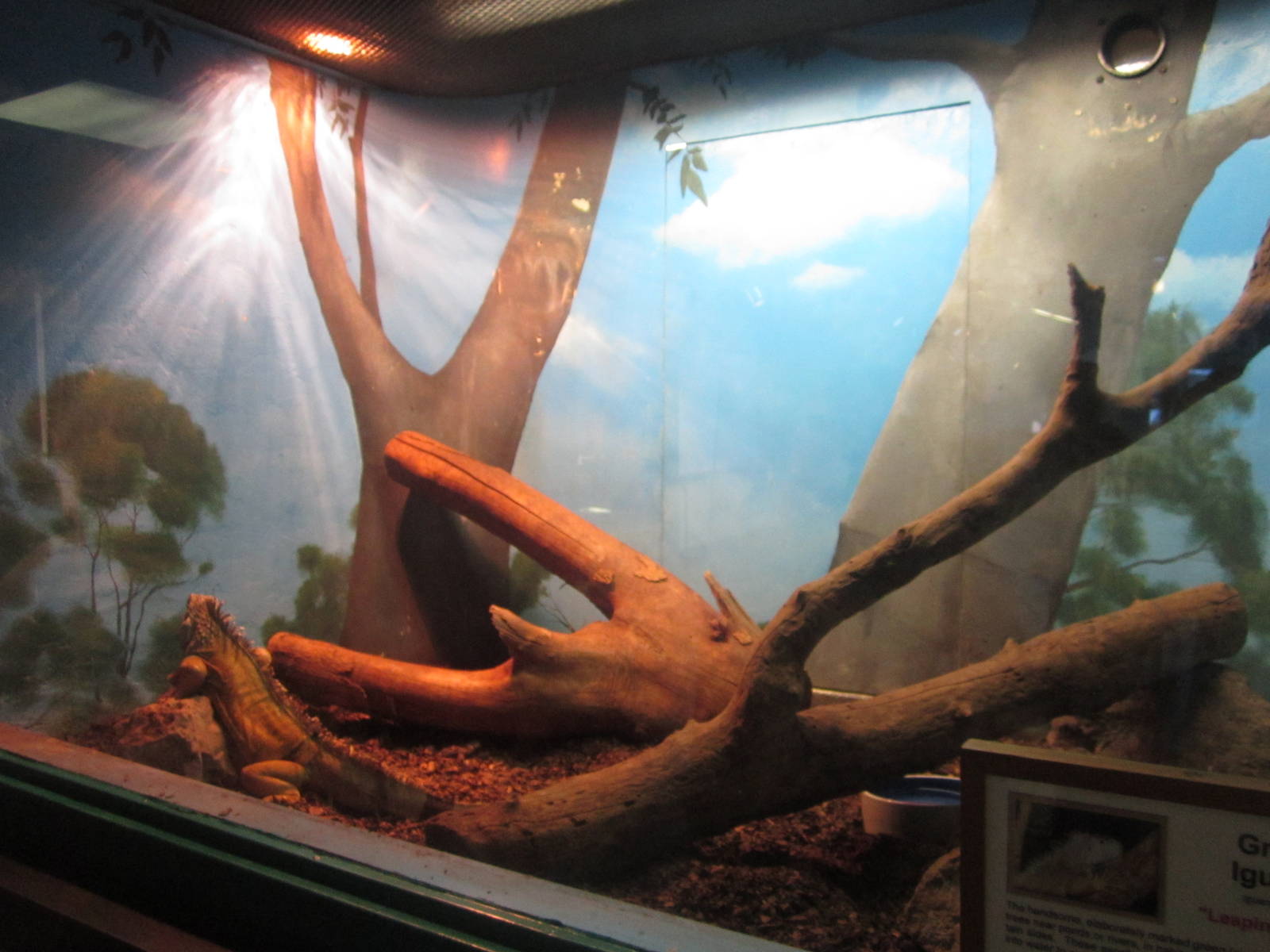 Sep. 2012-Green Iguana exhibit