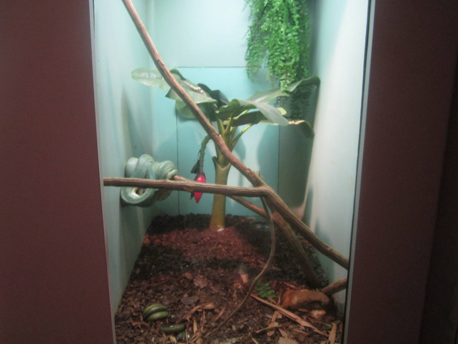 Sep. 2012-Green Tree Python exhibit