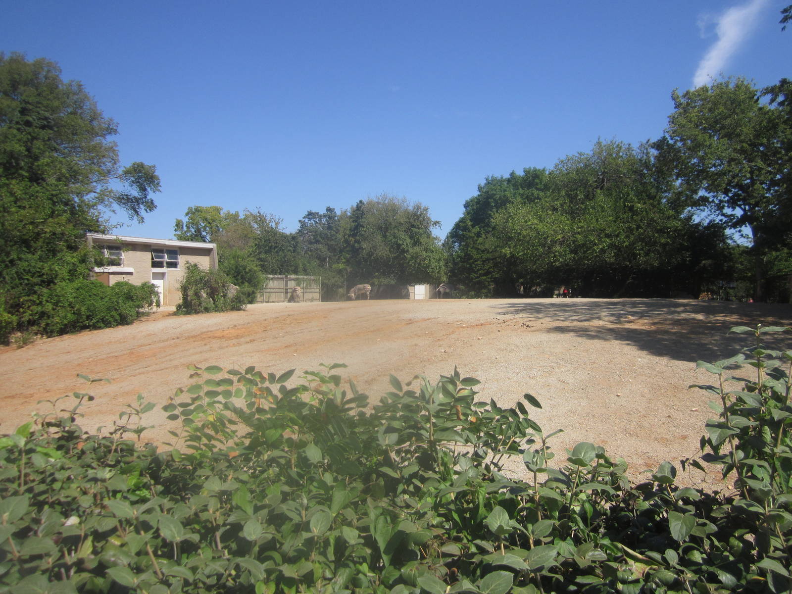Sep. 2012-Hartmann's Mountain Zebra exhibit