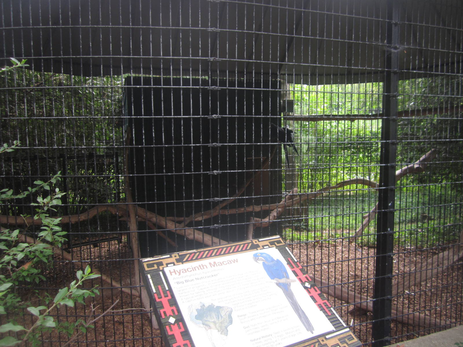 Sep. 2012-Hyacinth Macaw exhibit
