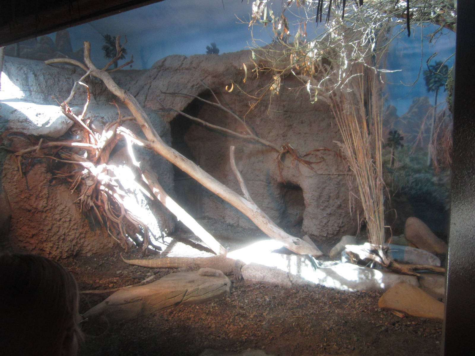 Sep. 2012-Indoor Komodo Dragon exhibit