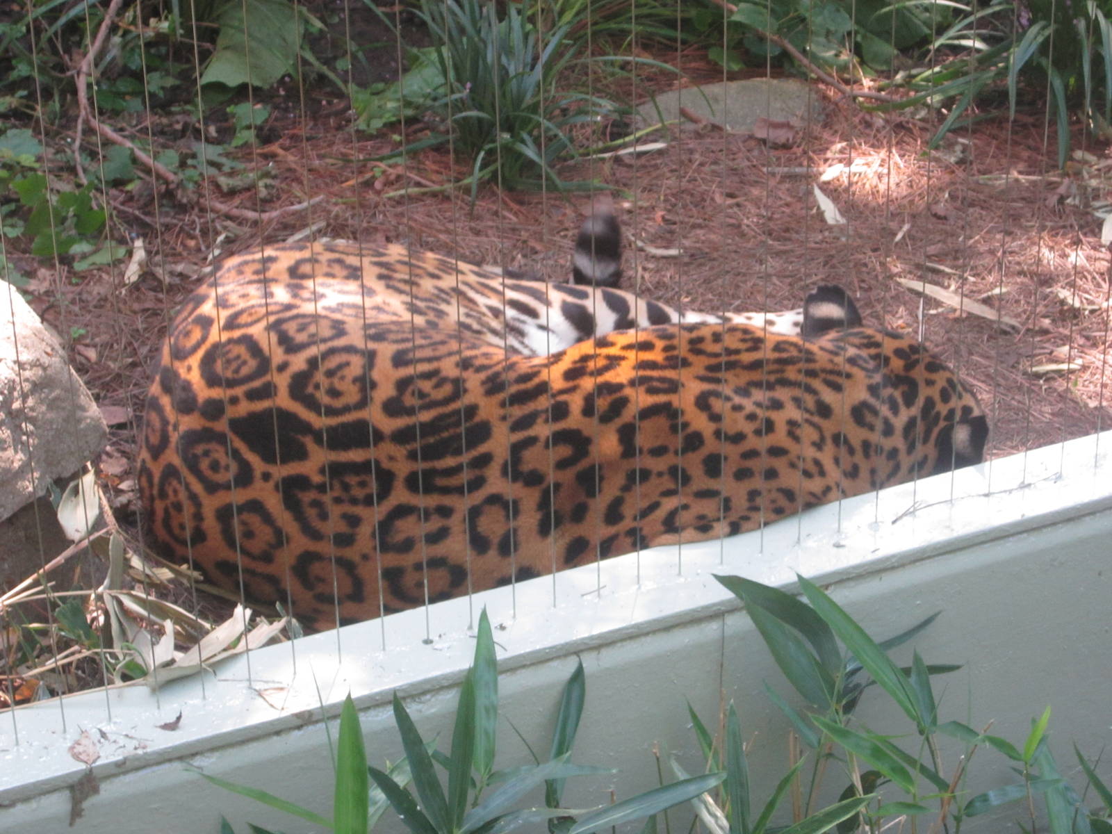 Sep. 2012-Jaguar