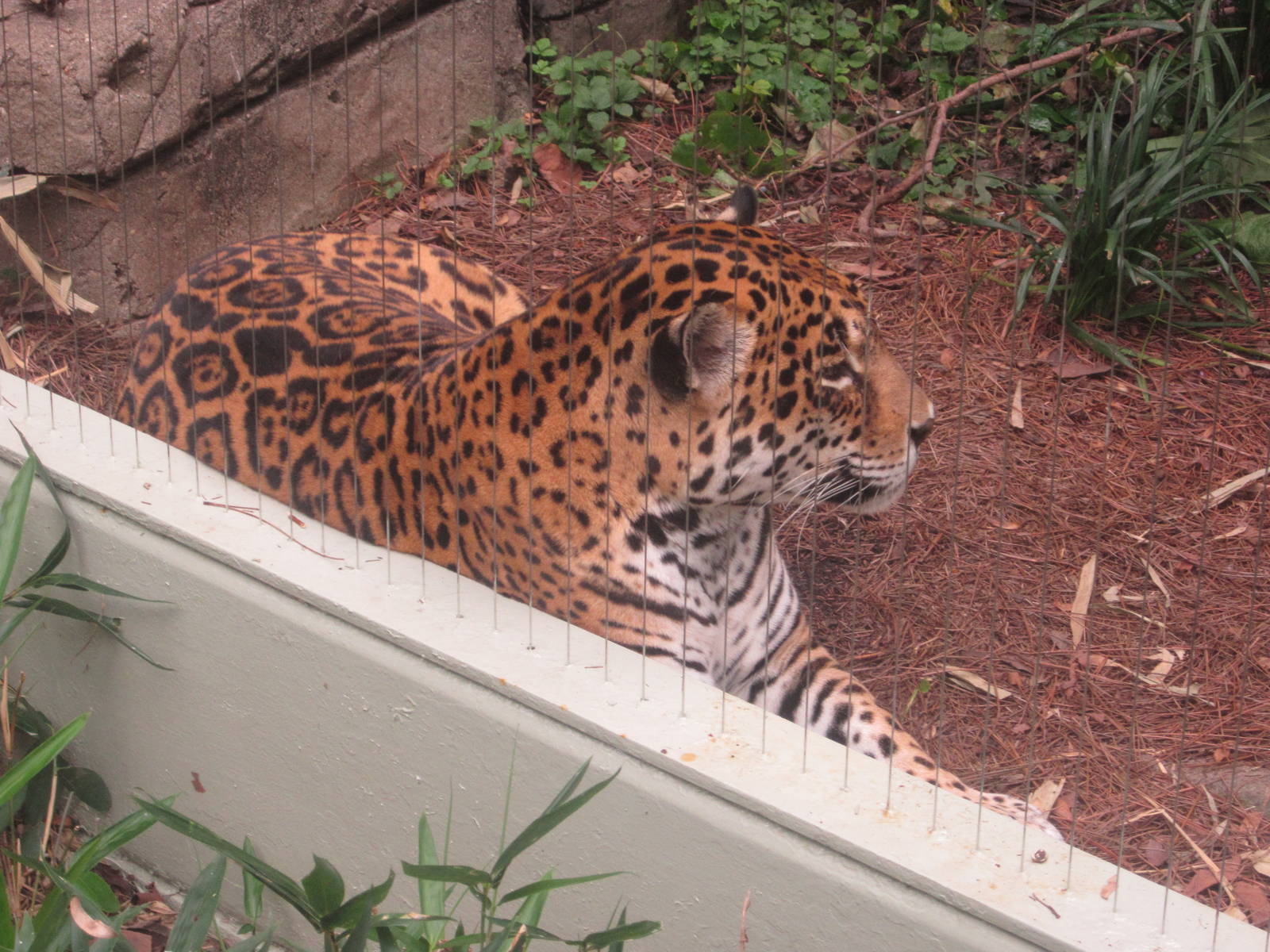 Sep. 2012-Jaguar