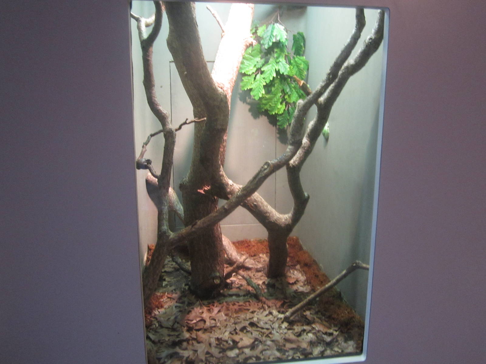 Sep. 2012-Kentucky Terrarium