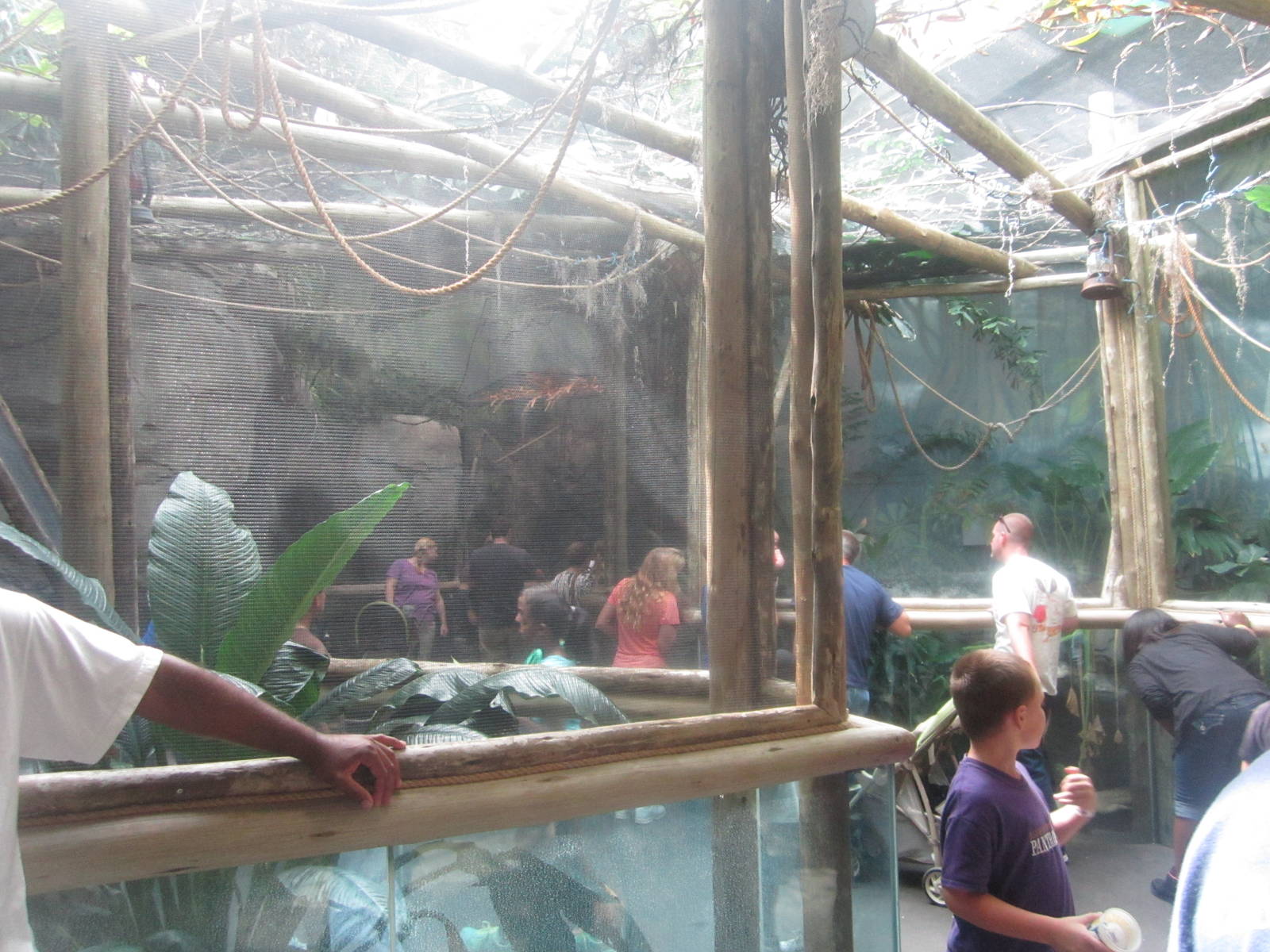 Sep. 2012-King Louie: The Albino Alligator