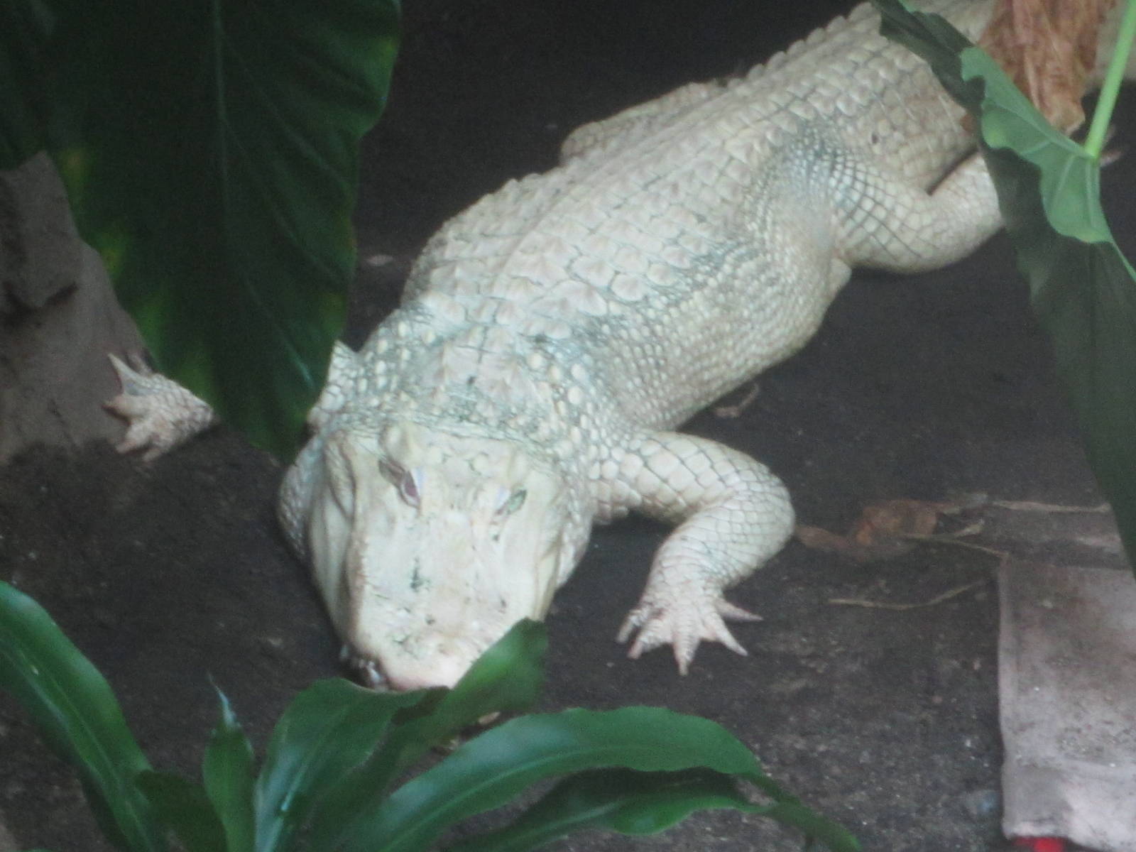 Sep. 2012-King Louie, the White American Alligator