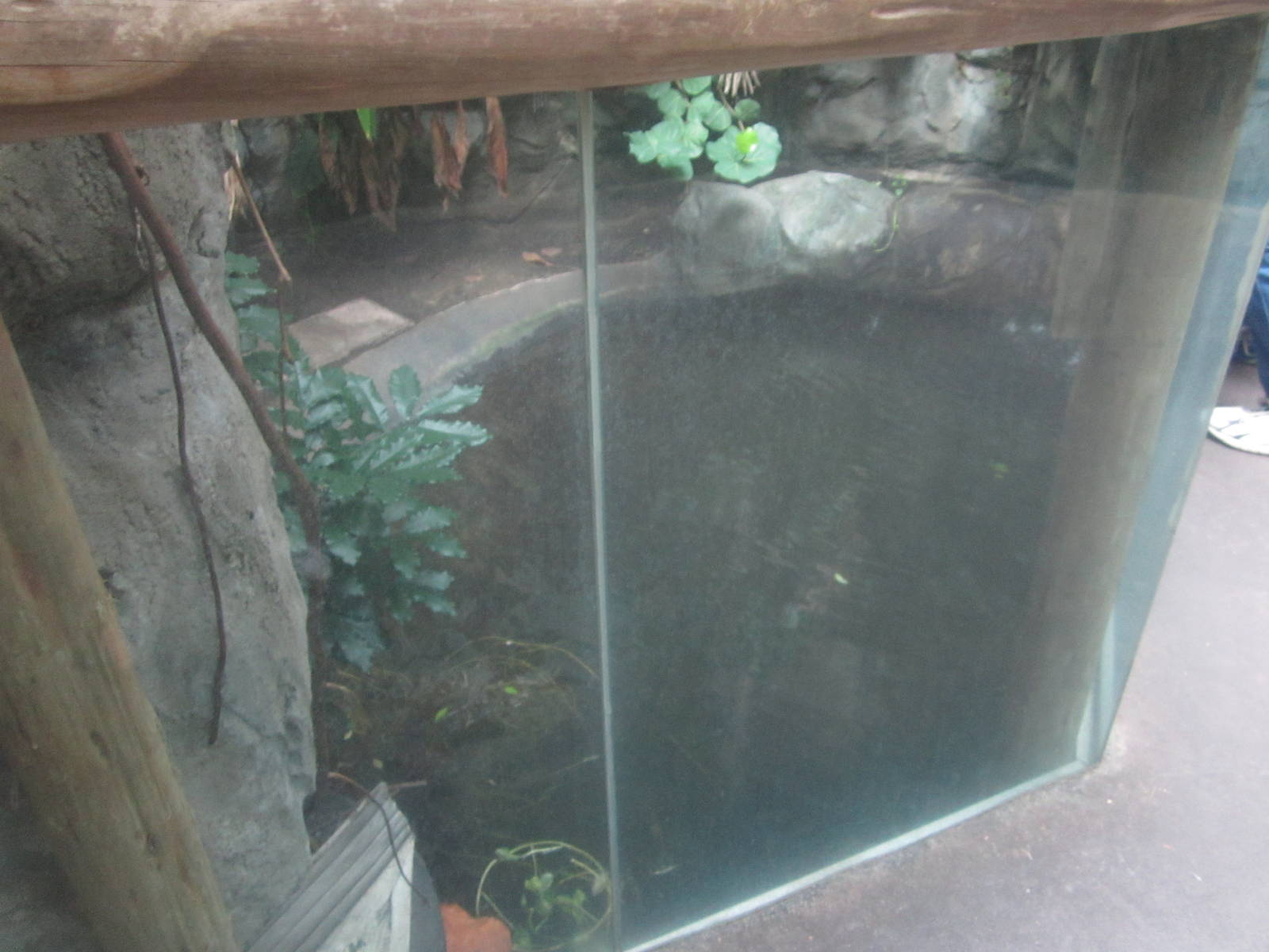 Sep. 2012-King Louie's exhibit-Second Half