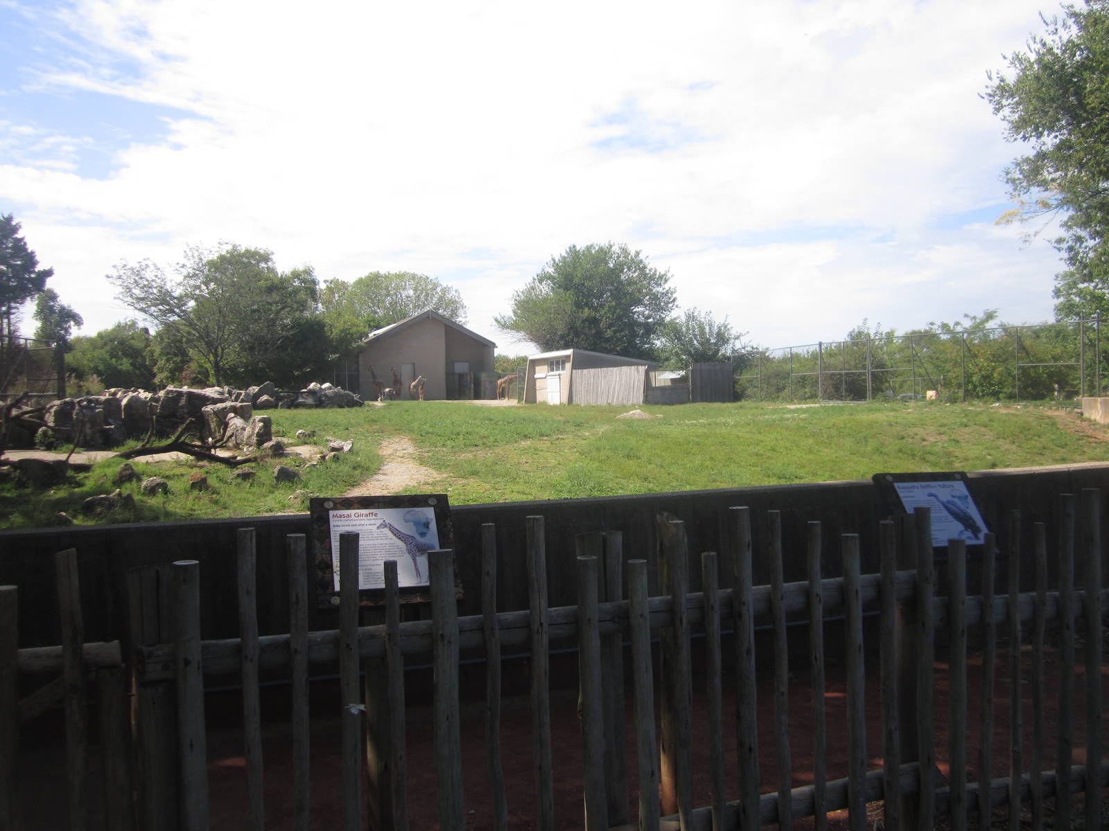 Sep. 2012-Masai Giraffe/Ruppell's Griffon Vulture exhibit-Giraffe Feeding S