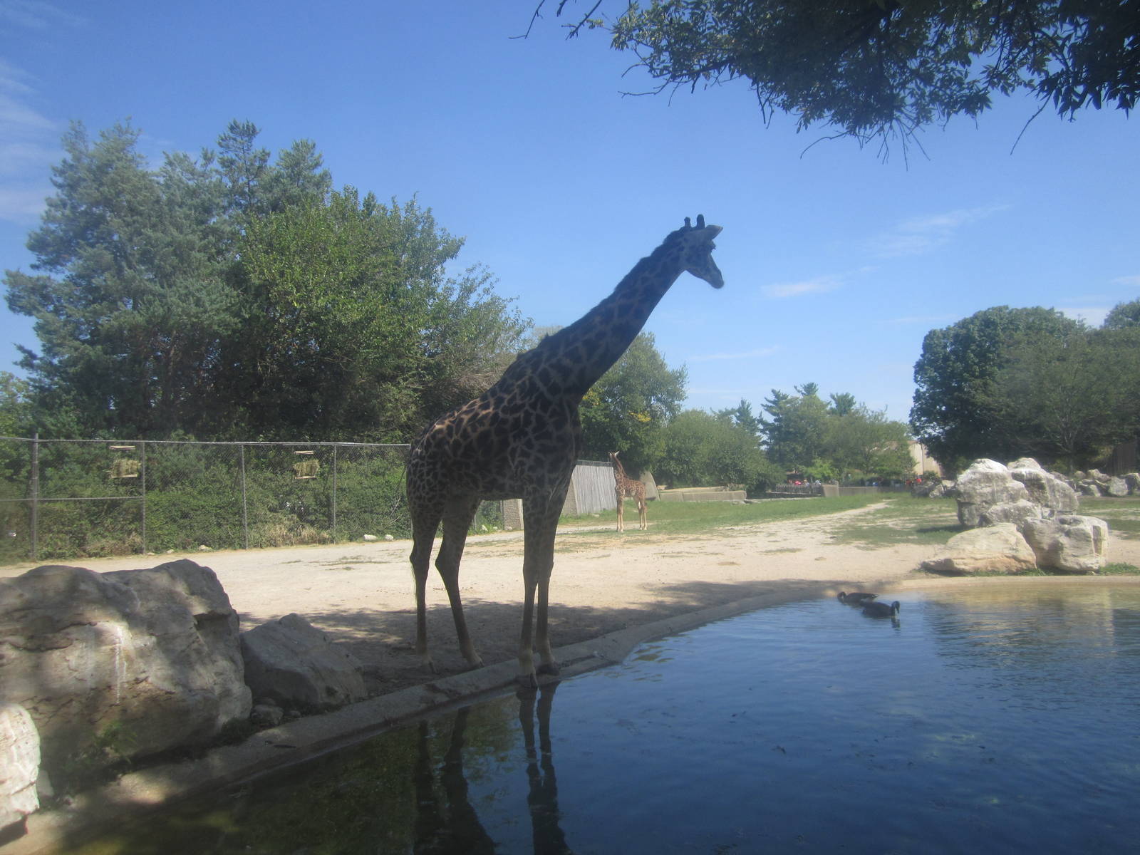 Sep. 2012-Masai Giraffe-View from the Giraffe House