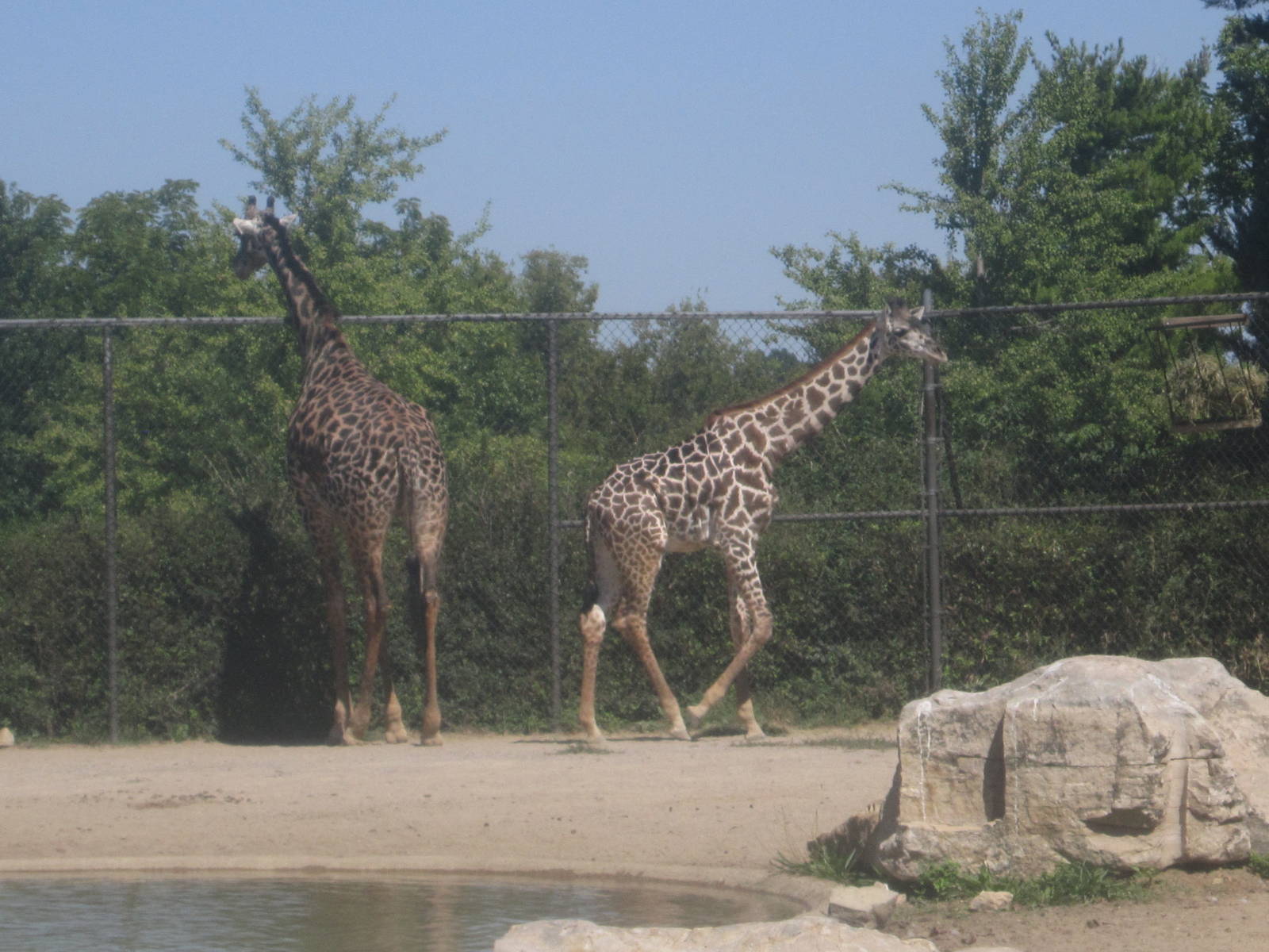 Sep. 2012-Masai Giraffes
