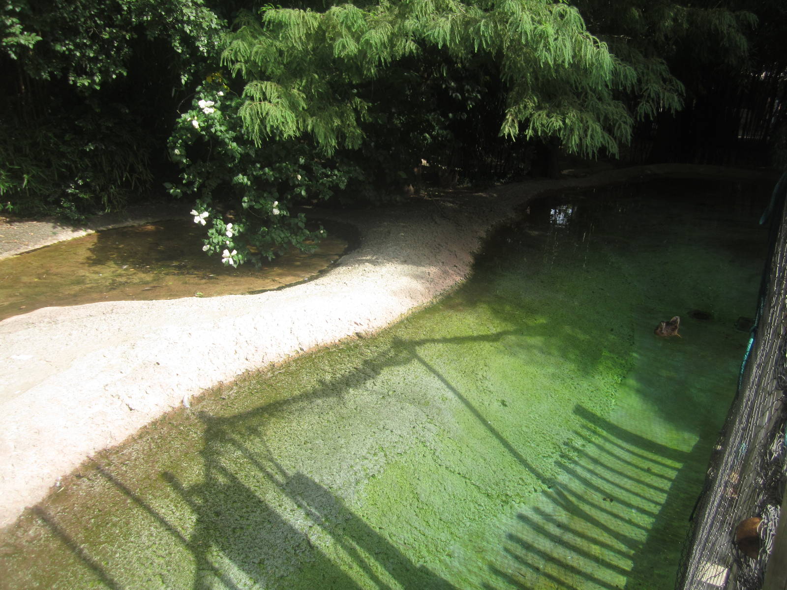 Sep. 2012-Oriental White Stork exhibit