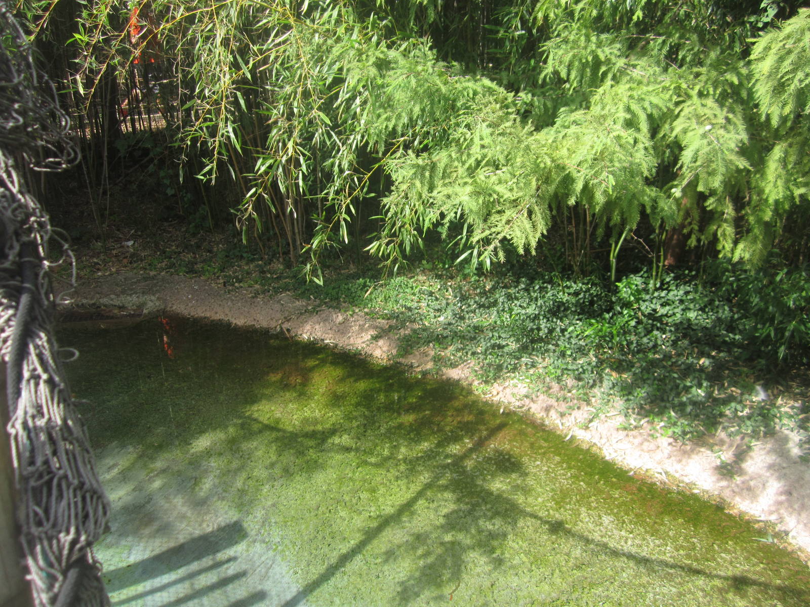 Sep. 2012-Oriental White Stork exhibit