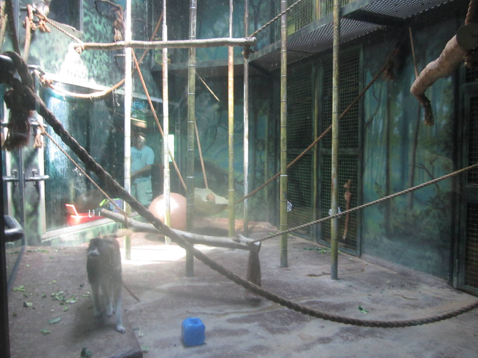 Sep. 2012-Patas Monkey exhibit